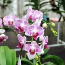 Mini Orchid Seeds Mixed 3 Colors Flowers 100 PCS Seeds