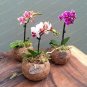 Mini Orchid Seeds Mixed 3 Colors Flowers 100 PCS Seeds