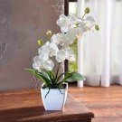 Mini Phalaenopsis Flower 100 PCS Seeds Mini Phalaenopsis Flower 100 PCS Seeds