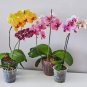 Mini Phalaenopsis Flower 100 PCS Seeds