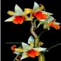 Mini Phalaenopsis Flower 100 PCS Seeds