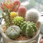 Mini Potted Bonsai Succulent Cactus 500 pcs Seeds