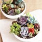 Mini Potted Bonsai Succulent Cactus 500 pcs Seeds