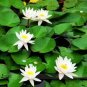 Mini Purely White Bonsai Lotus Flower 1 PCS Seeds