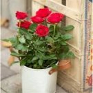 Mini Rose Bonsai Miniature Rose Bonsai A Little Cute Plants 100 PCS Seeds