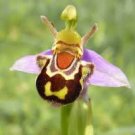 Mini Seed Orchid 100 PCS Seeds