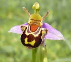 Mini Seed Orchid 100 PCS Seeds