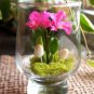 Mini Seed Orchid 100 PCS Seeds