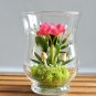 Mini Seed Orchid 100 PCS Seeds