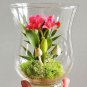 Mini Seed Orchid 100 PCS Seeds