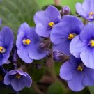 Mini Violet African Violet Garden Potted Plants Violet Flowers 50 PCS Seeds Mini Violet African Violet Garden Potted Plants Violet Flowers 50 PCS Seeds