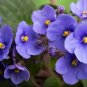 Mini Violet African Violet Garden Potted Plants Violet Flowers 50 PCS Seeds