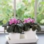 Mini Violet African Violet Garden Potted Plants Violet Flowers 50 PCS Seeds