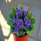 Mini Violet Beautiful Bonsai Flower 100 PCS Seeds