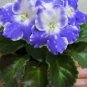 Mini Violet Beautiful Bonsai Flower 100 PCS Seeds