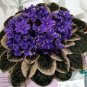 Mini Violet Beautiful Bonsai Flower 100 PCS Seeds