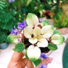 Mini Violet Bonsai Rainbow Flower Plants Rare African Perennial 50 PCS Seeds