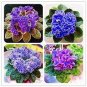 Mini Violet Bonsai Rainbow Flower Plants Rare African Perennial 50 PCS Seeds