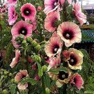 Miniature Hollyhock Flower Bonsai Plant 200 PCS Seeds Miniature Hollyhock Flower Bonsai Plant 200 PCS Seeds