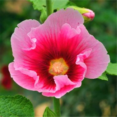 Miniature Hollyhock Flower Bonsai Plant DIY Home Garden 200 PCS Seeds
