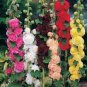 Miniature Hollyhock Flower Bonsai Plant DIY Home Garden 200 PCS Seeds