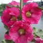 Miniature Hollyhock Flower Bonsai Plant DIY Home Garden 200 PCS Seeds