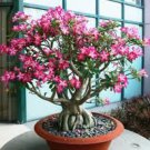 Mini Violet Beautiful Bonsai Flower 100 PCS Seeds