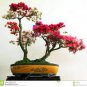 Mini Violet Beautiful Bonsai Flower 100 PCS Seeds