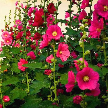 Miniature Hollyhock Flower Bonsai Plant DIY Home Garden 200 PCS Seeds