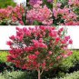 Miniature Hollyhock Flower Bonsai Plant DIY Home Garden 200 PCS Seeds