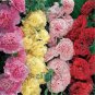 Miniature Hollyhock Flower Bonsai Plant DIY Home Garden 200 PCS Seeds