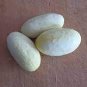 Miniature Sweet White Cucumber Cucumis Sativus 10 PCS Seeds