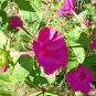 Mirabilis Jalapa Purple Four O'clock Perennial Flower 20 PCS Seeds