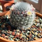 Mix Cactus Echinopsis Tubiflora Ball Cactus Perennial Succulent Plants Bonsai 10 PCS Seeds
