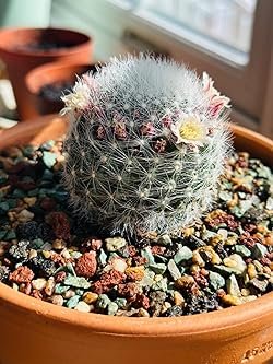 Mix Cactus Echinopsis Tubiflora Ball Cactus Perennial Succulent Plants Bonsai 10 PCS Seeds