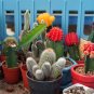 Mix Cactus Echinopsis Tubiflora Ball Cactus Perennial Succulent Plants Bonsai 10 PCS Seeds