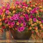 Mix Calibrachoa Garden Petunia Shuttlecock Flower Horn Bonsai Flower 100 PCS Seeds