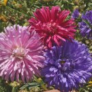 Mix China Aster Callistephus Flower 50 PCS Seeds