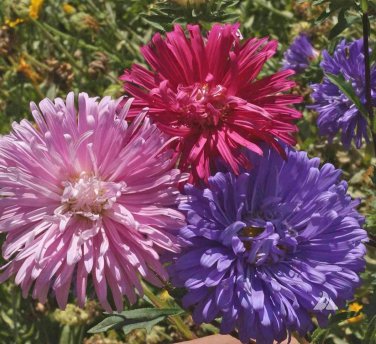 Mix China Aster Callistephus Flower 50 PCS Seeds