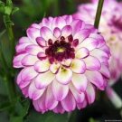 Mix Color Dahlia Flower Bonsai Flower Bonsai Plant 30 pcs Seeds