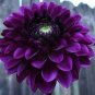Mix Color Dahlia Flower Bonsai Flower Bonsai Plant 30 pcs Seeds