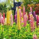 Mix Color Lupine Bonsai Plants Annual Succulent groundcover Flower 200 PCS Seeds