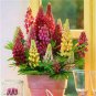 Mix Color Lupine Bonsai Plants Annual Succulent groundcover Flower 200 PCS Seeds