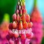 Mix Color Lupine Bonsai Plants Annual Succulent groundcover Flower 200 PCS Seeds
