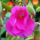 Mix Colorful Garden Balsam Impatiens Balsamina Fresh Flower 40 PCS Seeds Mix Colorful Garden Balsam Impatiens Balsamina Fresh Flower 40 PCS Seeds