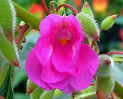 Mix Colorful Garden Balsam Impatiens Balsamina Fresh Flower 40 PCS Seeds