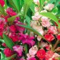 Mix Colorful Garden Balsam Impatiens Balsamina Fresh Flower 40 PCS Seeds