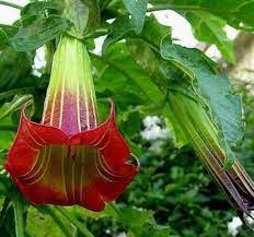 mix colors bonsai fragrant flower dwarf brugmansia datura 100 PCS Seeds