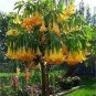 mix colors bonsai fragrant flower dwarf brugmansia datura 100 PCS Seeds