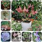 mix colors bonsai fragrant flower dwarf brugmansia datura 100 PCS Seeds